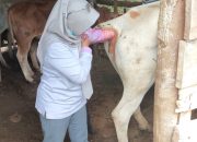 Jelang Idul Adha 1446 H, Pemerintah Kabupaten Solok Lakukan Pemeriksaan Kesehatan Hewan Kurban