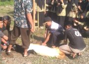 YAYASAN PENDIDIKAN IHSANNIAT SMP ISLAM TERPADU MTS. MA. SMK MELAKSANAN QURBAN IDUL ADHA 1446 H 21 EKOR KAMBING