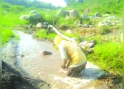 Tambang Galian Mulai Desa Damarwulan Desa Brumbung,Desa Siman, Kecamatan Kepung Di Sungai/Kali