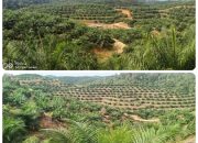 Warga Desa Randau, Kecamatan Sandai, Kabupaten Ketapang mengaku berang seorang oknum pengusaha diduga membabat hutan adat milik warga seluas puluhan hektare